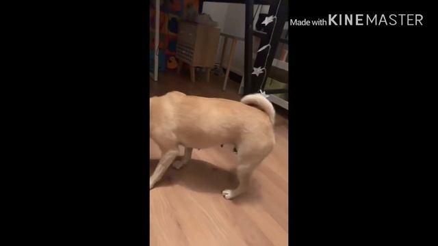 Présentation de mon chien(avec 2 transition) смотреть онлайн