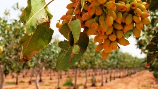 Как растут фисташки?