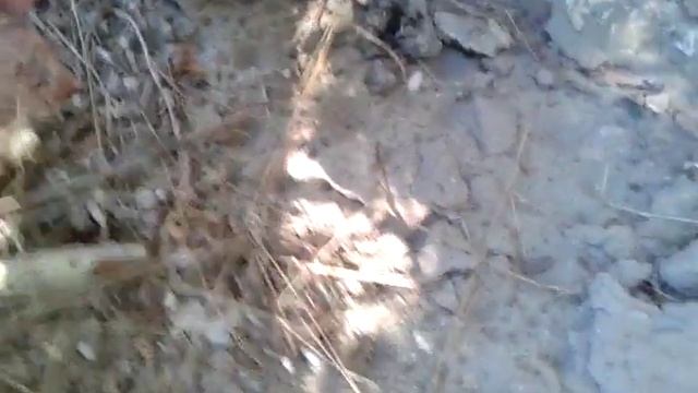 ЖУК ОХОТНИК / МУРАВЬИНЫЙ ЛЕВ / КРЫМ БЛОГ смотреть онлайн