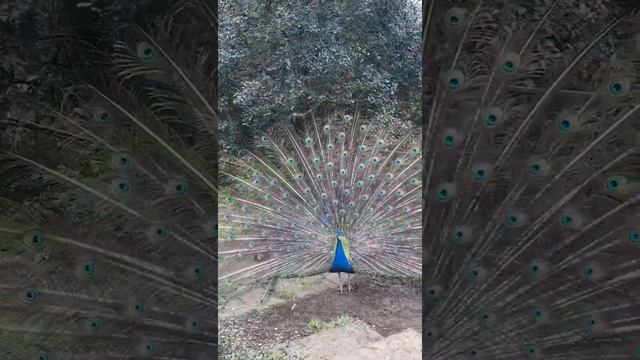 Вольер страусов и павлинов в парке Дендрарий - Сочи смотреть онлайн