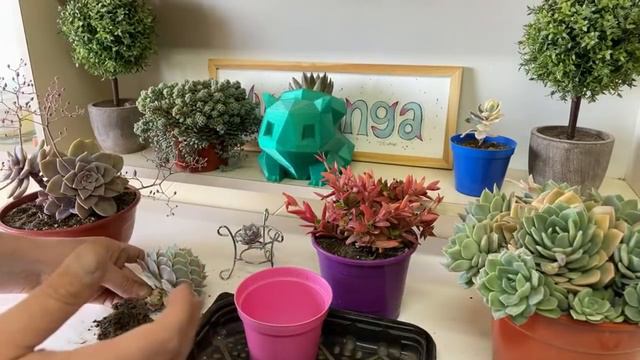PROGRAMA 045: Mas Trasplantes De Suculentas Hermosas! (23/10/2021)