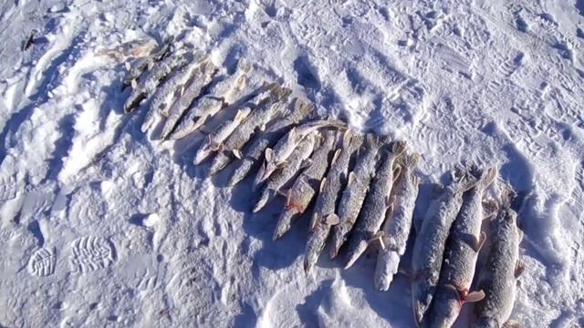 ПЕРВЫЙ ЛЕД 22-2023! НЕ УСПЕВАЮ ВЫСТАВИТЬ ЖЕРЛИЦЫ/ПАССИВНЫЙ ЩУЧИЙ ЖОР. смотреть онлайн