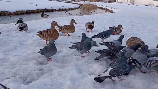 Кормим уток. Серьёзная утка ест быстро (we feed ducks. The Serious duck eats fast /Enten) 2023 03 1 смотреть онлайн