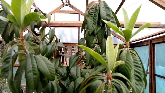 Две мушмулы. смотреть онлайн