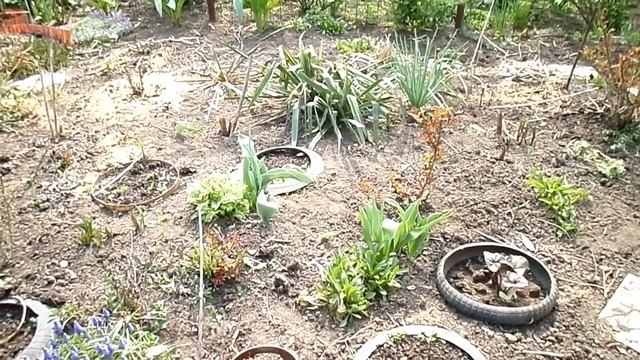 Дача Цветут тюльпаны и рябчики смотреть онлайн