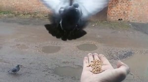 Голубь на руке