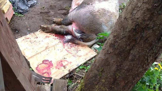 хряк после кастрации смотреть онлайн