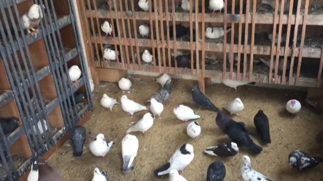 #Pigeons.Кто такие пересидки;сило есть ума не надо. смотреть онлайн