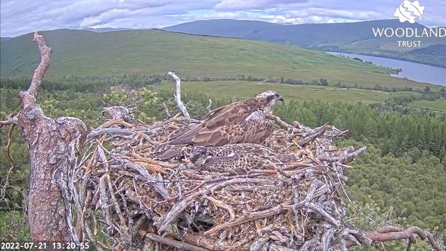 Intruder Ospreys near the Loch Arkaig Osprey nest: Dorcha & Louis react furiously 21 Jul 2022 смотреть онлайн