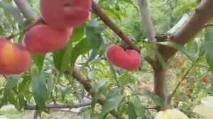 Инжирный персик Свит Ринг(Платифороне)