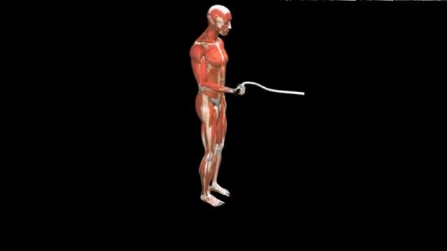 Пронация предплечья на рычажном тренажере Pronation Lever смотреть онлайн