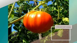 Томат Король королей - описание сорта