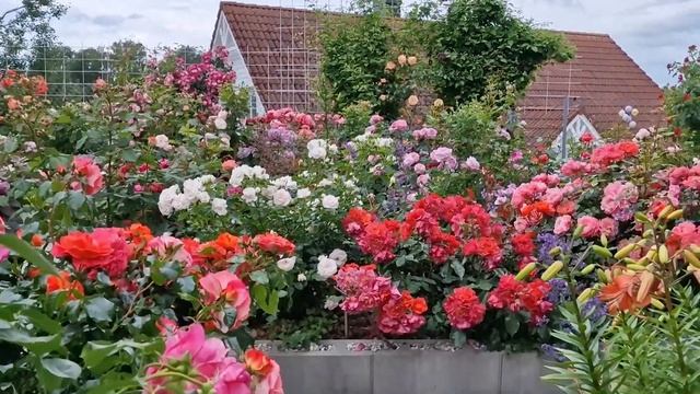Beautiful modern roses. Part 1. Hystad rose garden 2022. смотреть онлайн