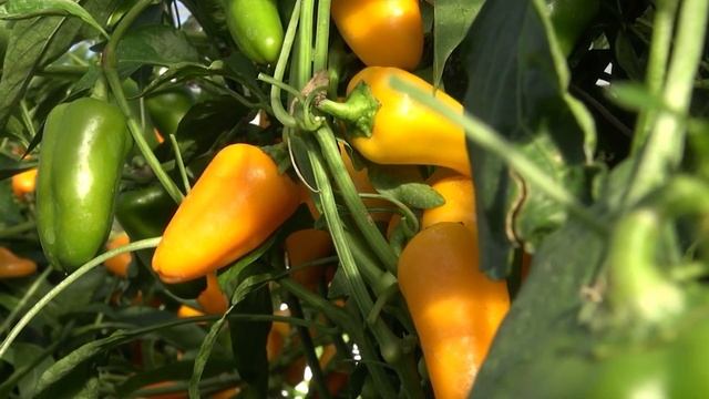 ЭТИ ПЕРЦЫ Я БУДУ САЖАТЬ КАЖДЫЙ ГОД. Три новых гибрида сладкого перца смотреть онлайн