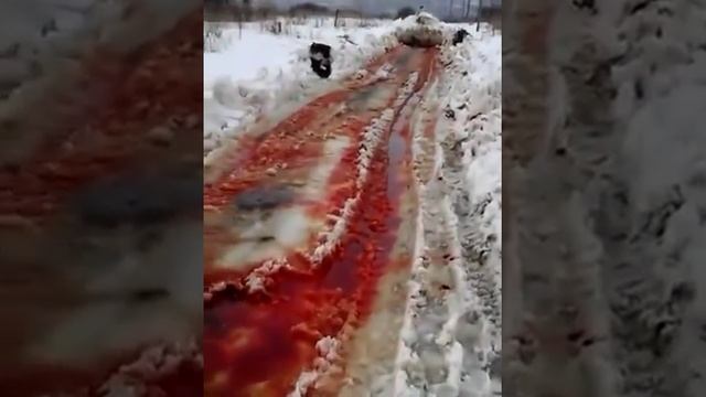 Видео Ulpravda.ru . Кладбище домашних животных. Ульяновская область смотреть онлайн