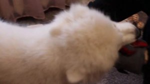 Как ухаживать за щенком самоеда. Как расчесать щенка самоеда. Смешные самоеды.