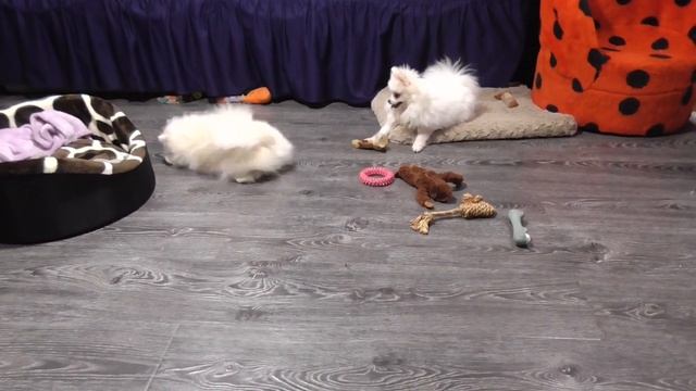 МИНИ шпиц Подрощенные девочки ШПИЦА 7,5 месяца смотреть онлайн