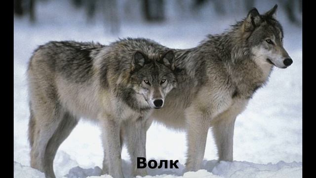 Звуки животных в Лесу смотреть онлайн