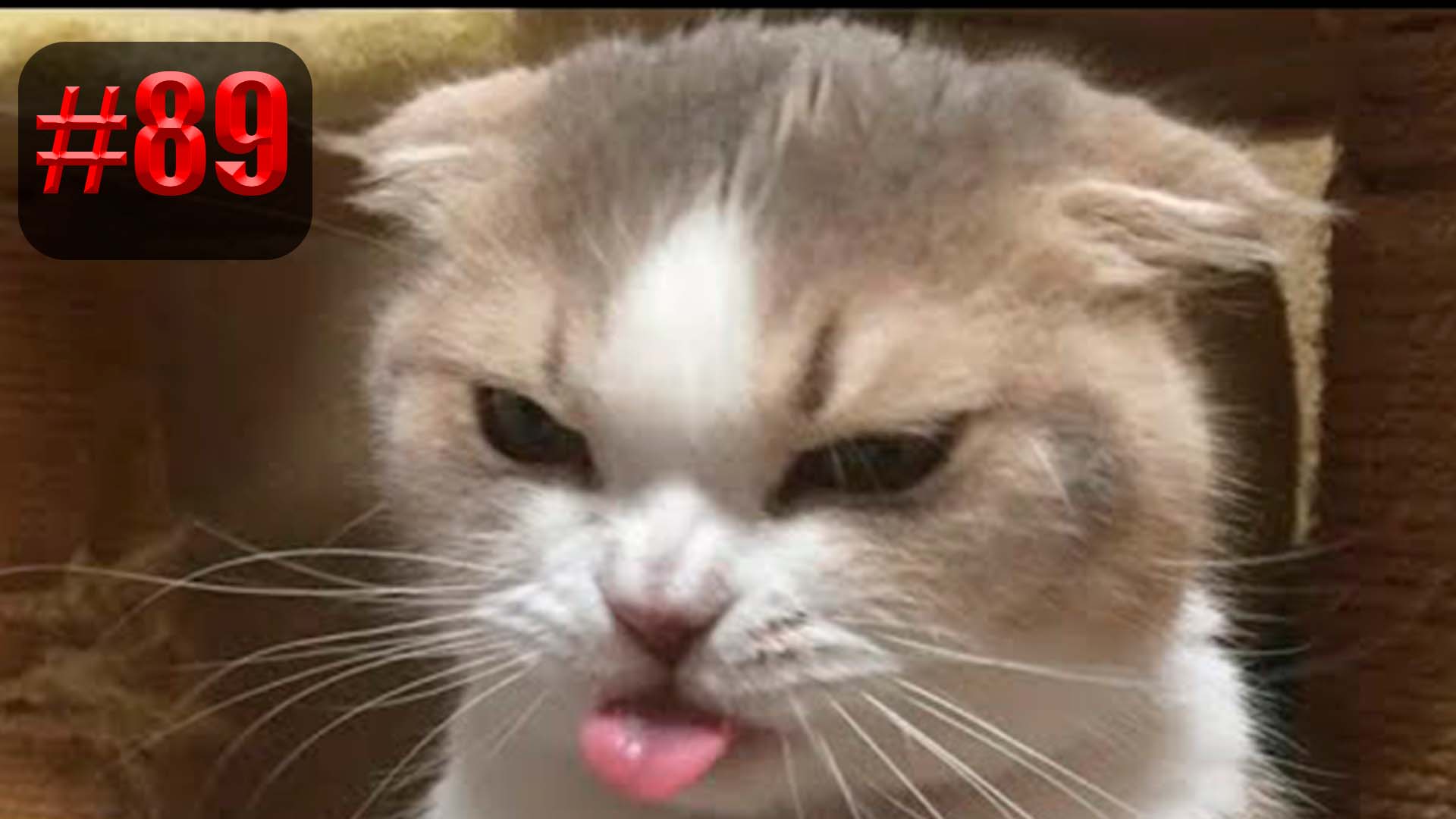 580 секунд Смеха ?? | UNUSUAL MEMES приколы лучшие до слез ?? 2022 Funny cute cats compilation смотреть онлайн