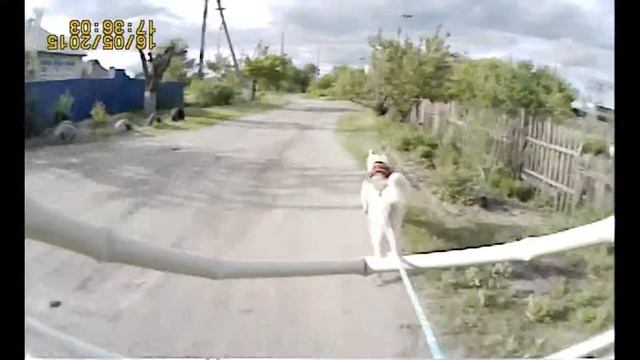 Покатушки со своей собакой-хасякой Алисой смотреть онлайн