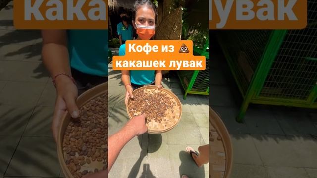 Изготовление ☕️кофе копи-лювак из какашел лувак на Бали смотреть онлайн