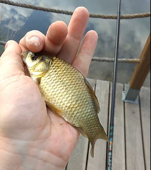 карась терлецкий (26.07.2021)