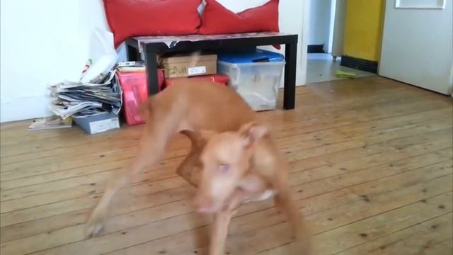 10 Expensive Dogs Only Rich People Can Afford смотреть онлайн