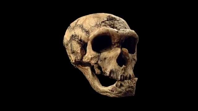 Происхождение и эволюция человека смотреть онлайн