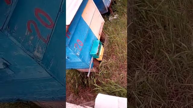 Как собирают пыльцу у пчел смотреть онлайн