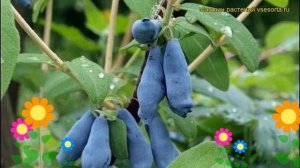 Жимолость съедобная Морена. Краткий обзор, описание характеристик, где купить саженцы