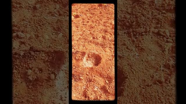 அத்தி செடி நடவு смотреть онлайн