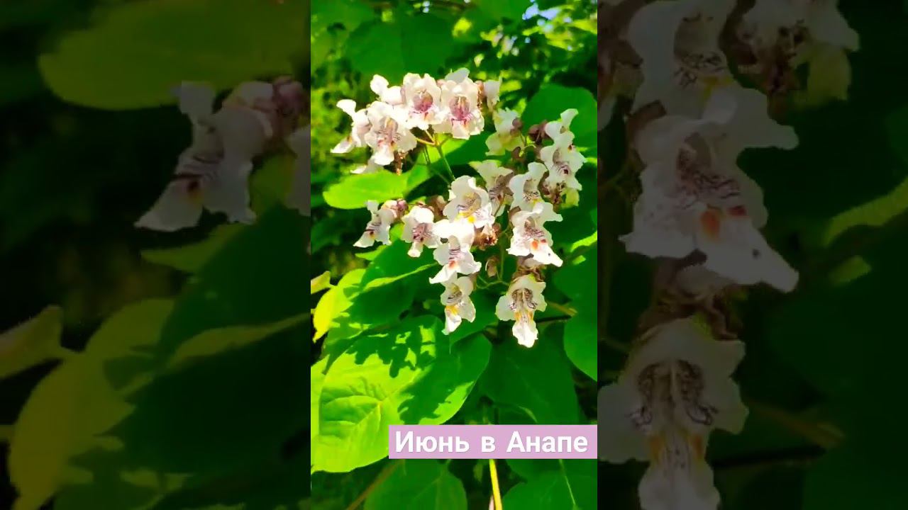 Деревья в цвету. Июнь, Анапа, Россия. смотреть онлайн