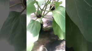 Мои баклажаны ! Марципаны !