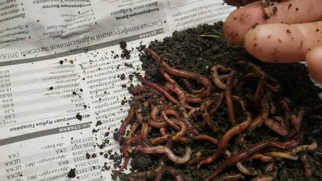 Фасую червей 27 марта 2024г смотреть онлайн