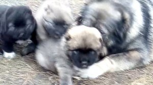 Щенки кавказской овчарки, кавказята, кавказская овчарка купить,  2019