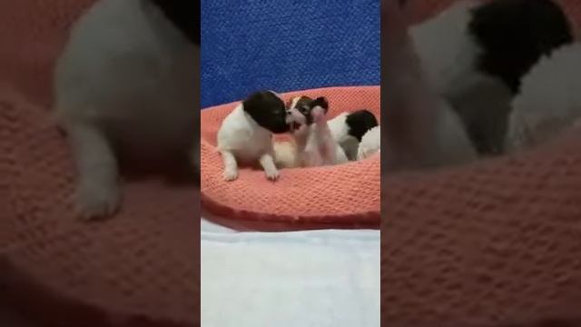 щенки папийона, питомник Бон Плезир смотреть онлайн