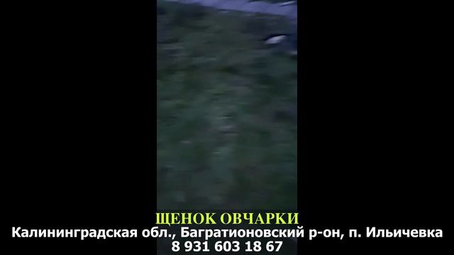 Пропала собака! Щенок овчарки. Калининградская обл., Багратионовский р-он, п. Ильичевка смотреть онлайн