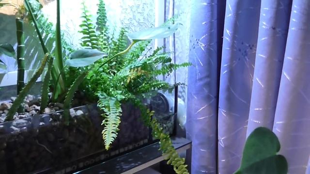 Дневник аквариума. Часть 4. (растения в фитофильтре) смотреть онлайн