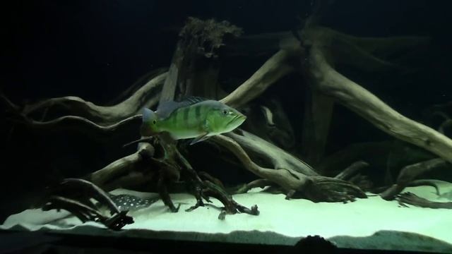 039 Cichla Ocellaris смотреть онлайн