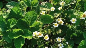 Важная подкормка клубники во время цветения!