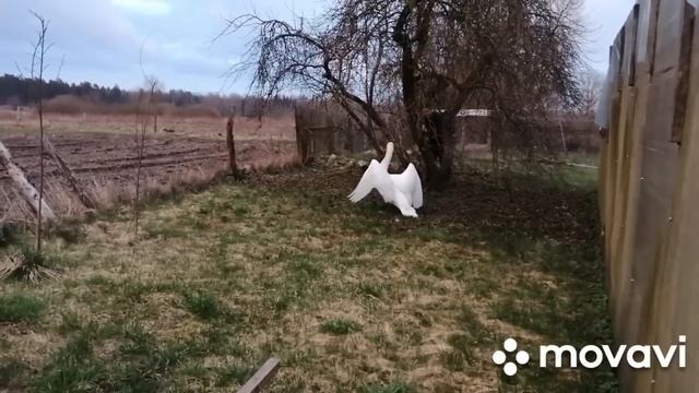 МИНИ-ФЕРМА! ИДЕМ НА ПАСТБИЩЕ!ЯВНАЯ ОХОТА У КОРОВ!ПРИЛЕТЕЛ ЛЕБЕДЬ В ОГОРОД!ПОЛОВИНА САРАЯ ПОСТРОЕНА! смотреть онлайн