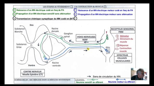 COURS SVT TS 15/05/2020 смотреть онлайн