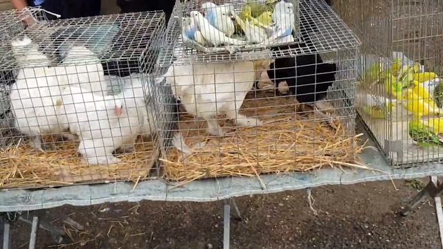 18.08.19. Птичий рынок г Пятигорск ч1. The bird market of Pyatigorsk p1. смотреть онлайн