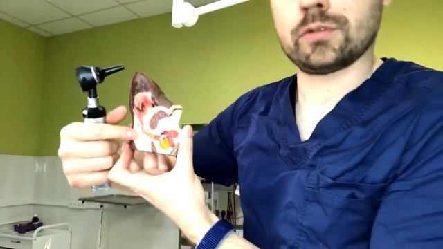 Отоскопия Лечение ушей у кошек и собак смотреть онлайн