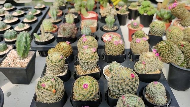 วิธีผสมเกสรแมมขนนกเหลืองให้ติดด้วยเทคนิคง่ายๆ [Pollination Mammillaria Schiedeana] смотреть онлайн