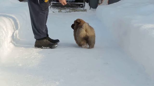 Kasima Sin Ryu Djalo (белая лента) смотреть онлайн