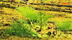 Индийский папоротник в аквариуме, содержание, фото, уход. Аквариумные растения для начинающих.