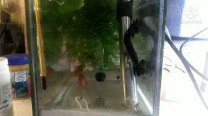 Отсаживаю барбусов на нерест.