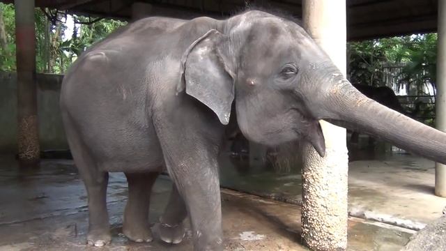 Танцующие слоны на Пхукете! смотреть онлайн