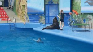 ? ТАНЯ ПЛАВАЕТ с ДЕЛЬФИНАМИ! ? Дельфинарий НЕМО (NEMO) в ОДЕССЕ! ?  Шоу ДЕЛЬФИНОВ! ? NEMO ODESSA! ?